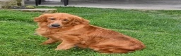 Golden Retriever dogs for sale: Cider - Ad 6