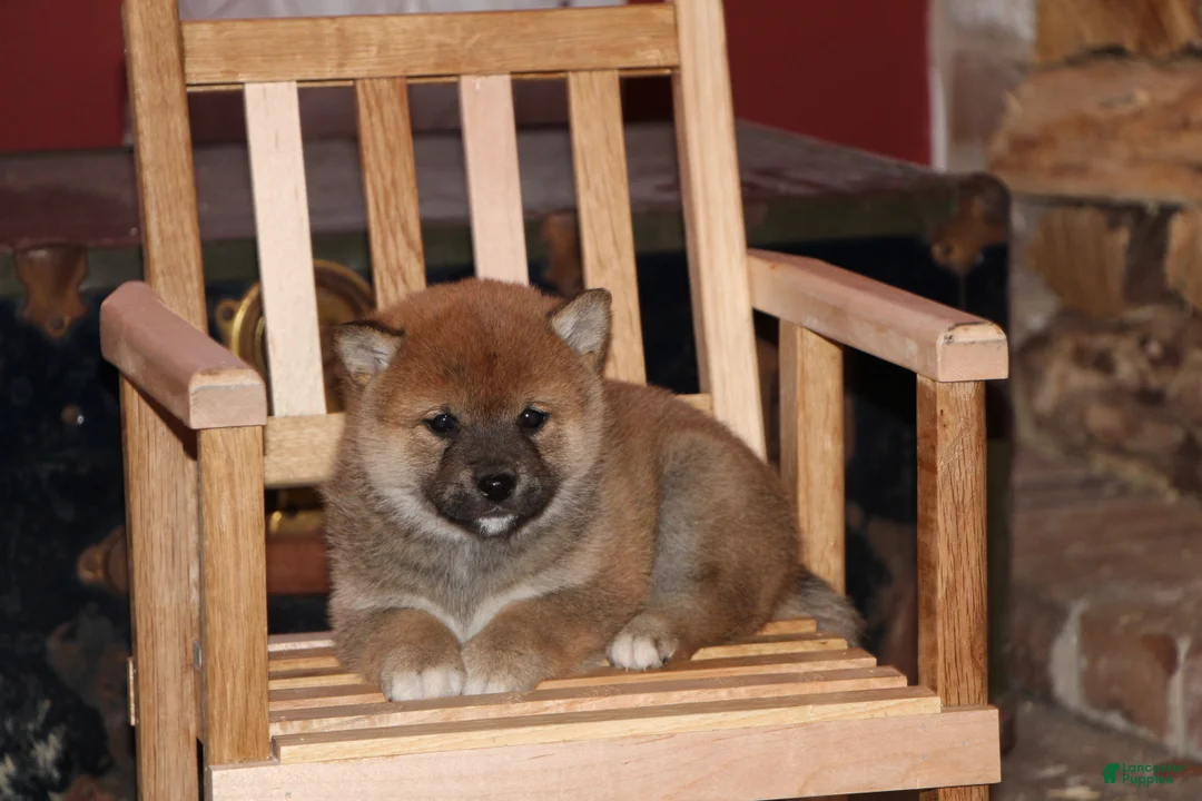 Shiba Inu dogs for sale: Shiba Inu Puppy 3 - Ad 2
