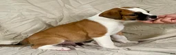American Bulldog dogs for sale: Buster - Ad 4