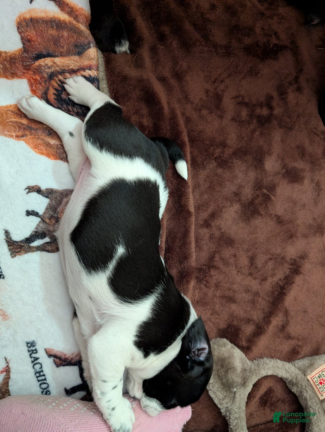 Puggle dogs for sale: Puggle Puppy 1 - Ad 2