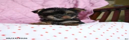 Yorkshire Terrier dogs for sale: Ginger - Ad 5