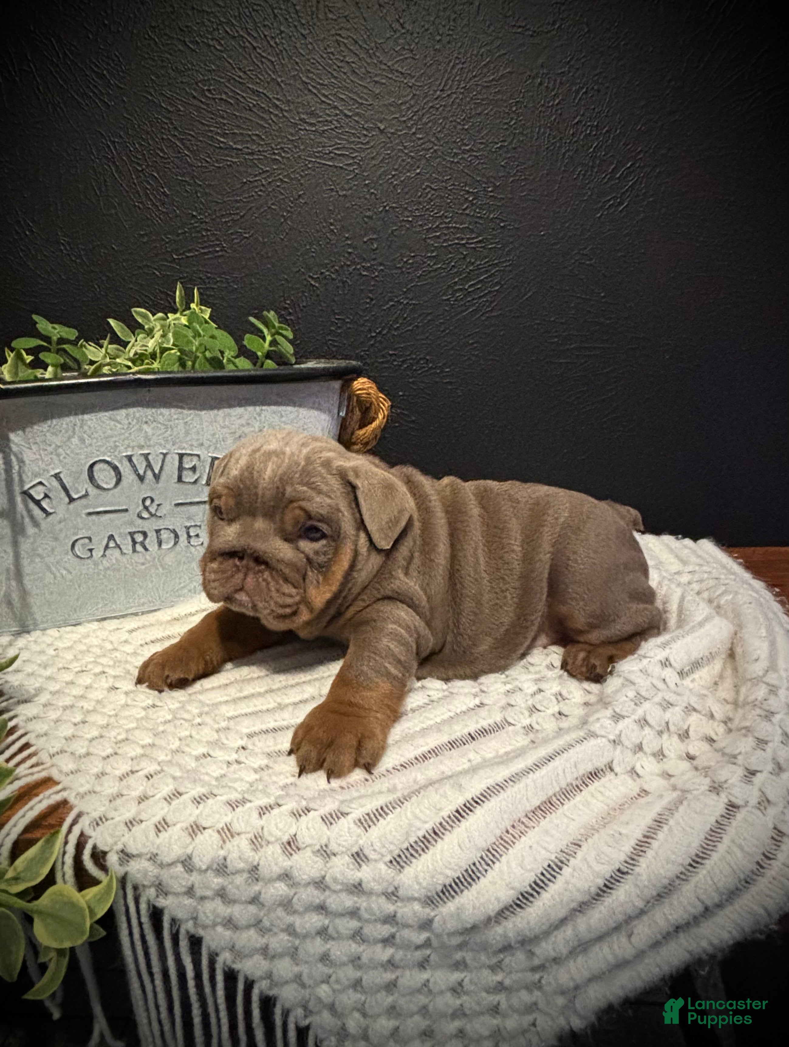 English Bulldog dogs for sale: Avery - Ad 4