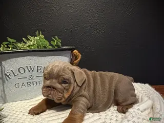 English Bulldog dogs for sale: Avery - Ad 4