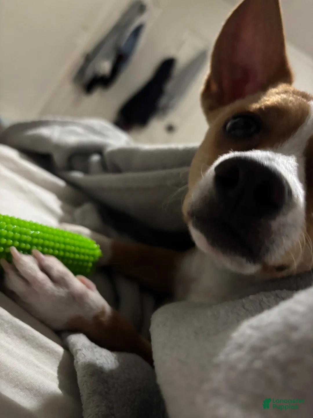 Mixed Breed dogs for sale: Mixed Breed Puppy 1 - Ad 2