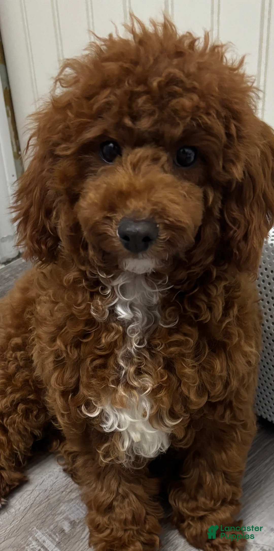 Toy Poodle dogs for sale: Toy Poodle Puppy 2 - Ad 1