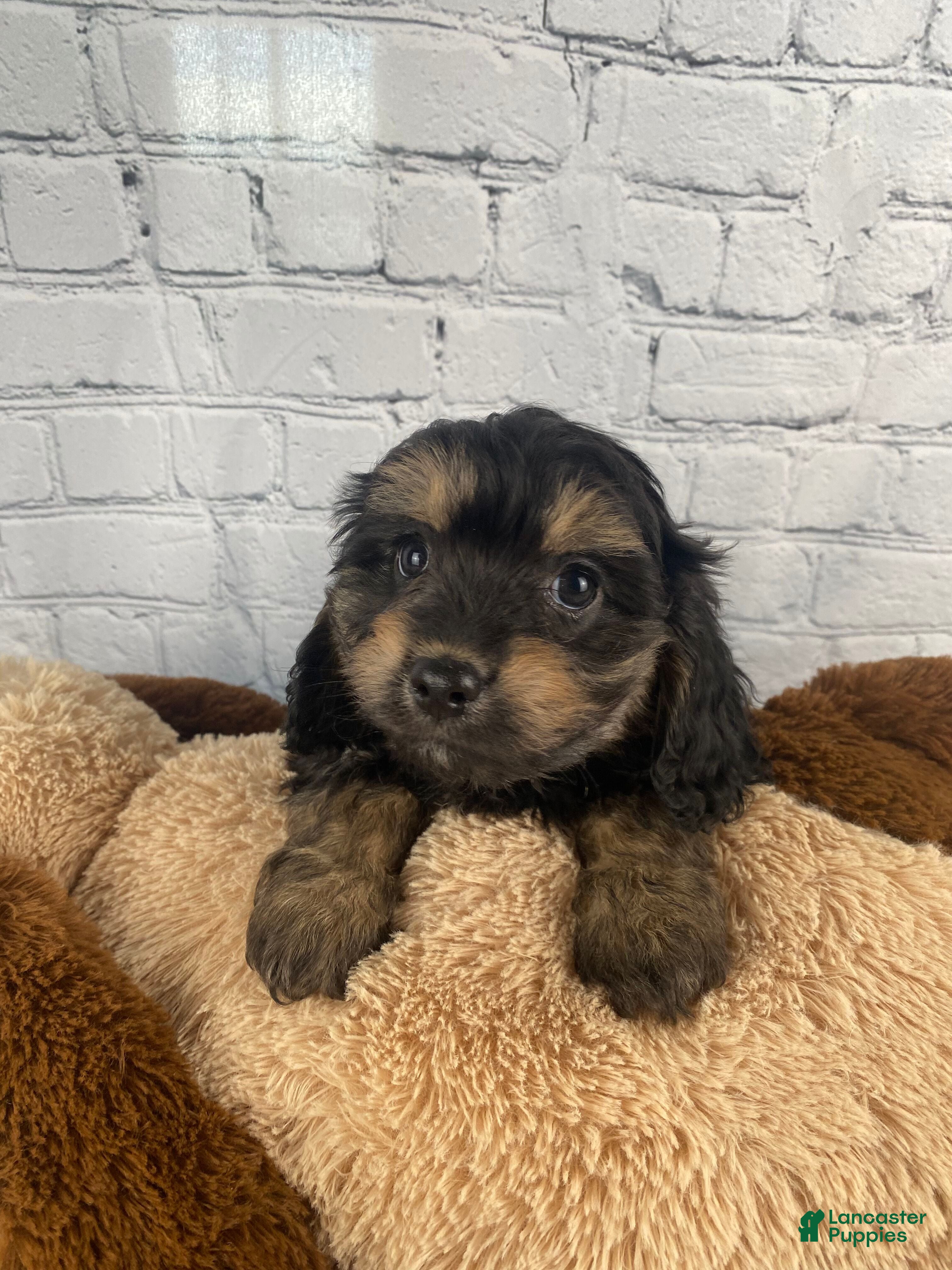 Cavapoo dogs Nicko - Ad 1