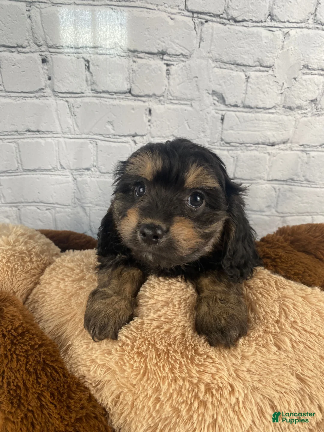 Cavapoo dogs for sale: Nicko - Ad 2