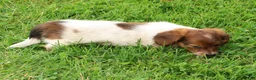 Miniature Dachshund dogs for sale: Haven - Ad 9