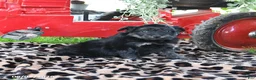 Pomapoo dogs for sale: Oreo - Ad 3