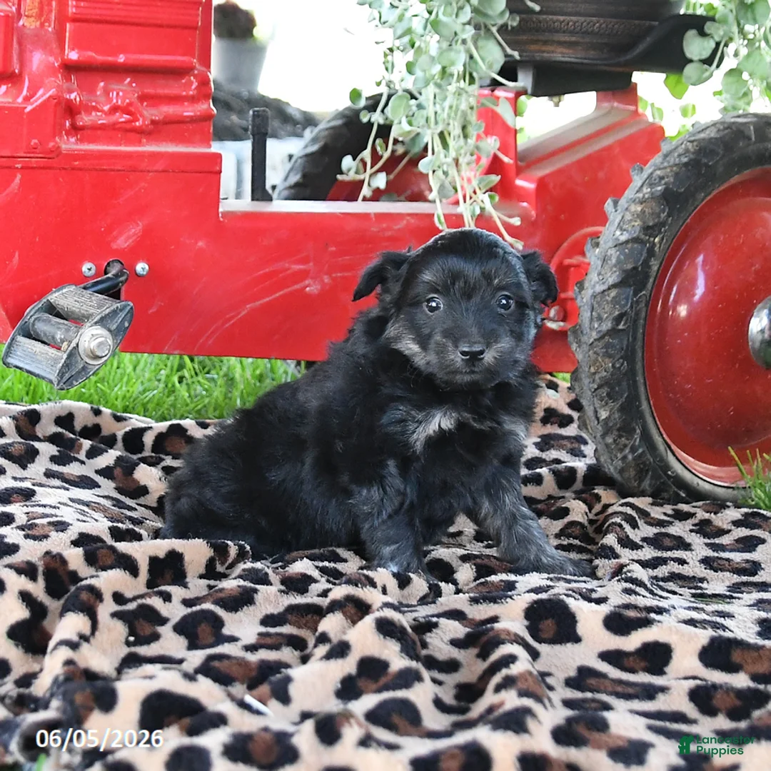 Pomapoo dogs for sale: Oreo - Ad 3