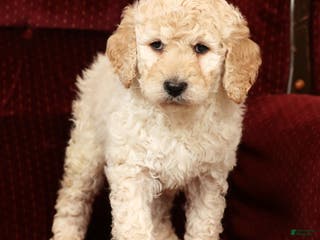 Labradoodle dogs Gunner - Ad 15