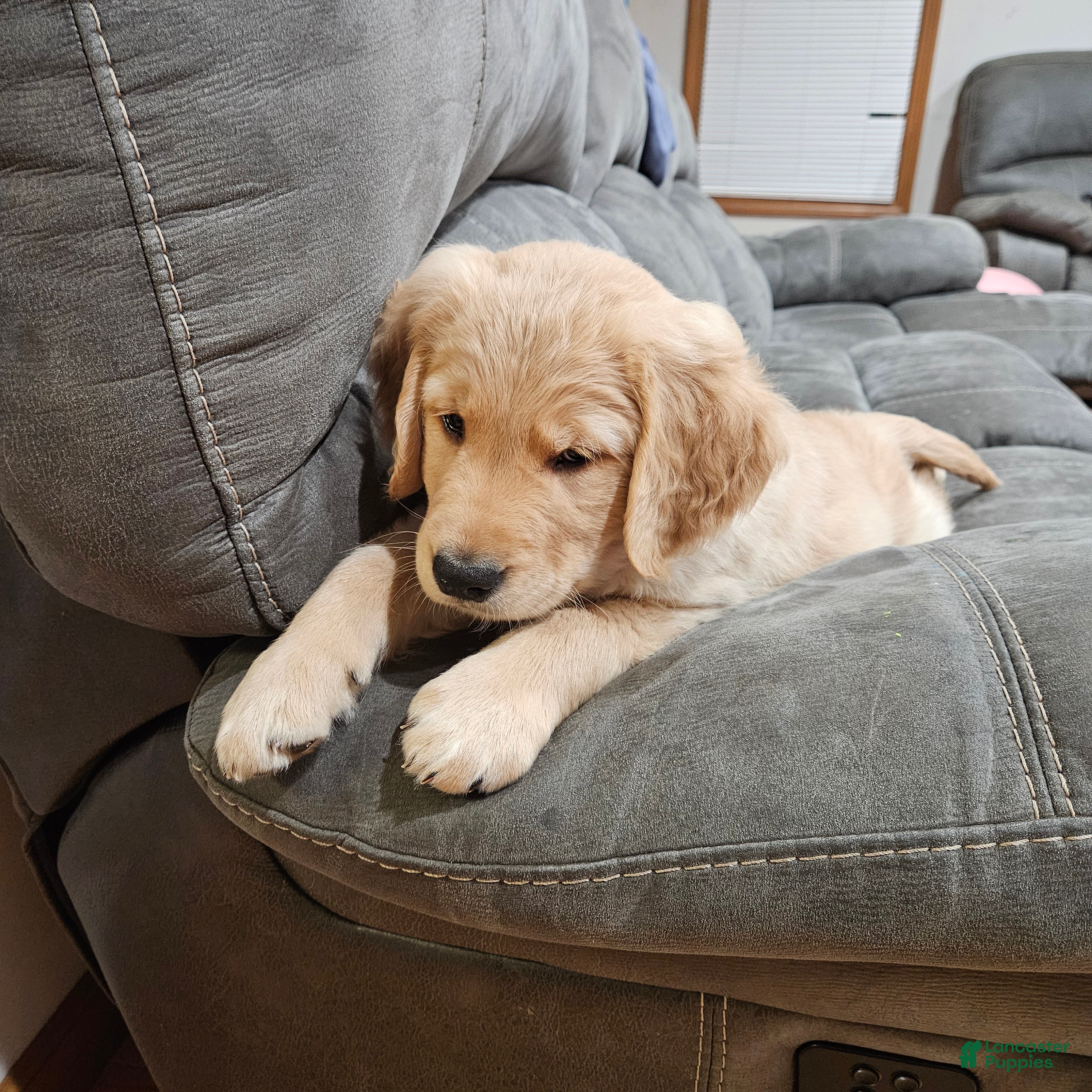 Golden Retriever dogs Teddy - Ad 5