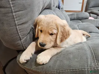 Golden Retriever dogs Teddy - Ad 5