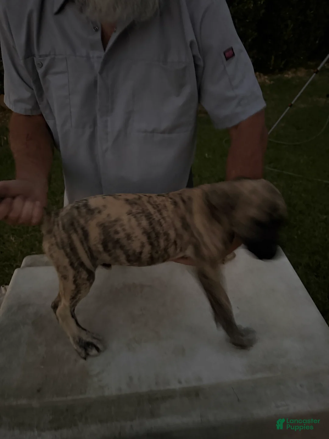 Mixed Breed dogs for sale: Whiskey - Ad 20