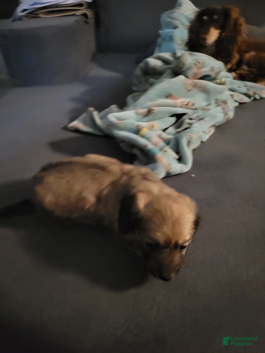 Dachshund dogs for sale: Kiwi, shaded cream - Ad 3