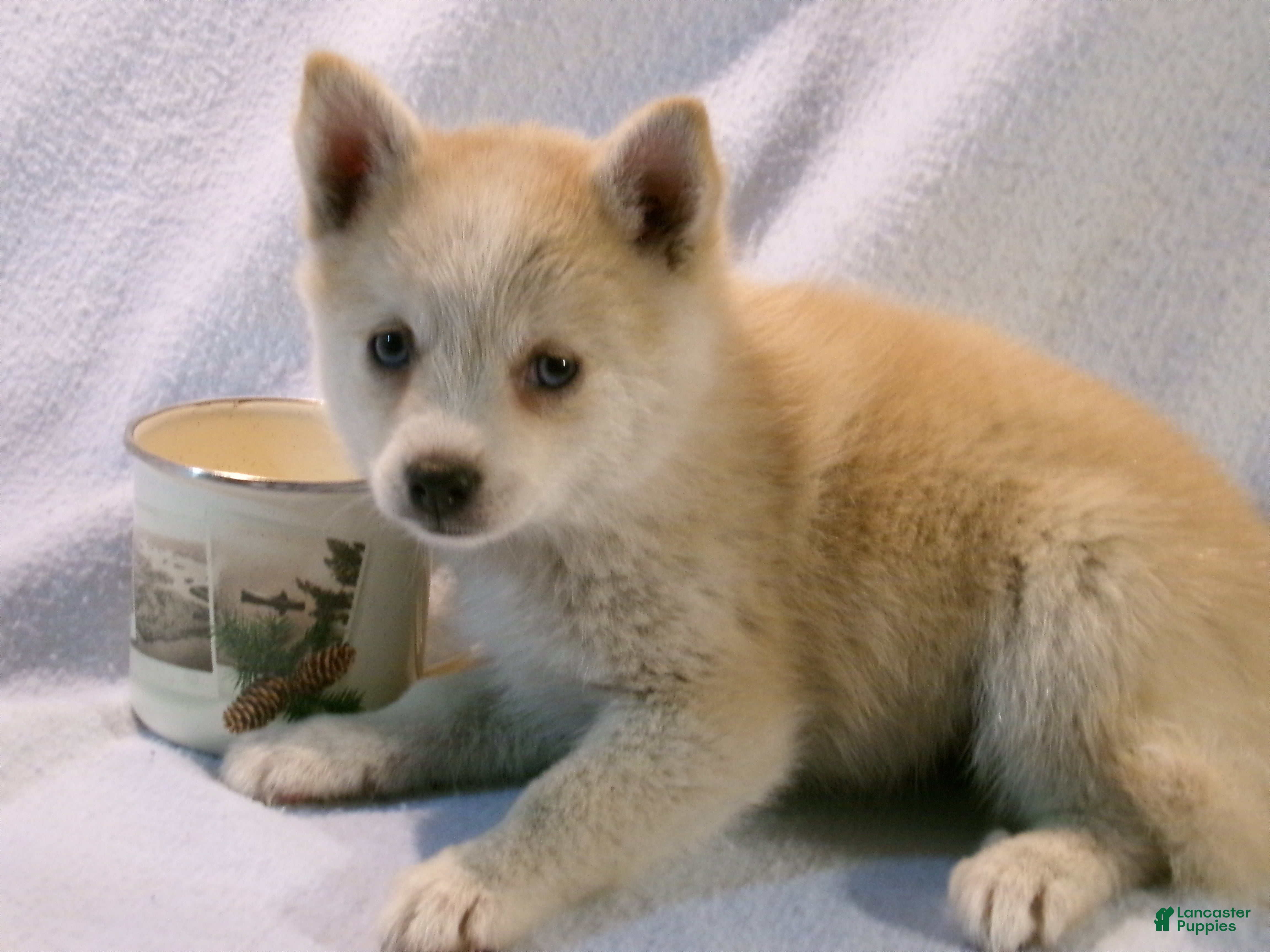 Pomsky dogs Latte - Ad 2