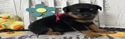 Rottweiler dogs for sale:  Betty - Ad 3
