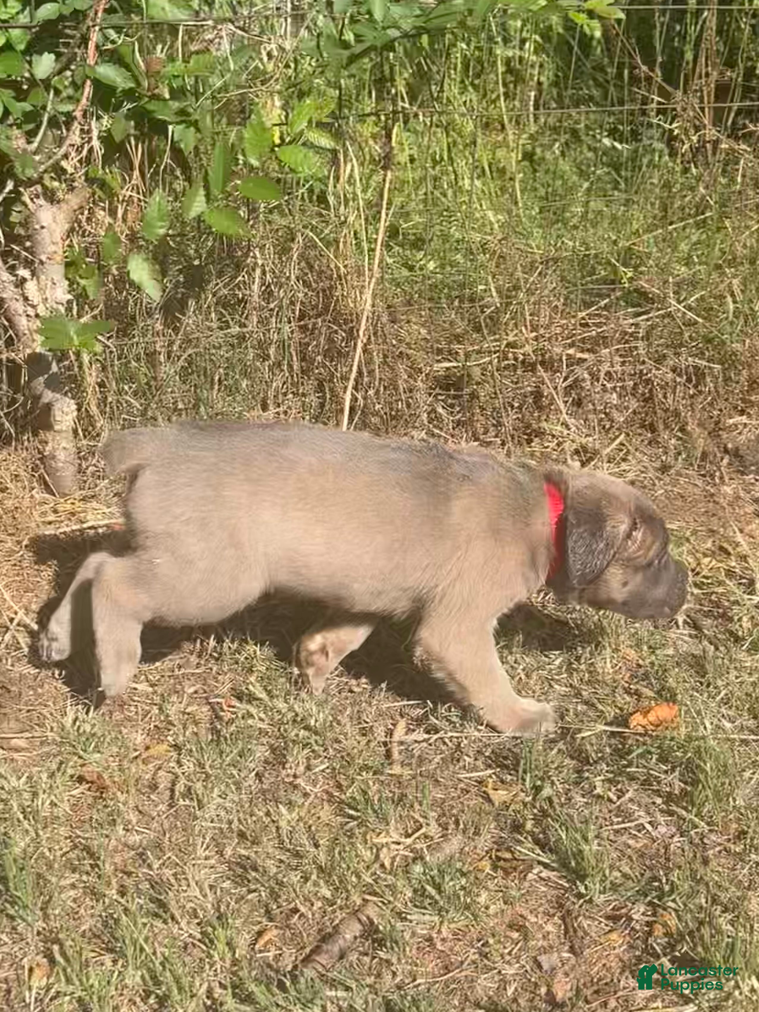 Cane Corso dogs for sale: Red collar - Ad 4