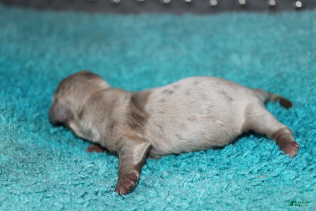 Miniature Dachshund dogs for sale: Minnie Mini - Ad 4