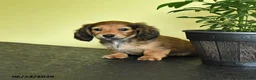 Miniature Dachshund dogs for sale: Lynette - Ad 4