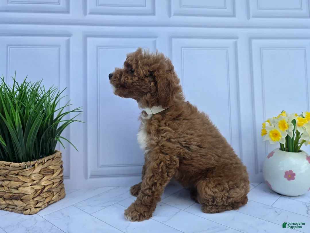 Mini Goldendoodle dogs for sale: Mini Goldendoodle 4 - Ad 2