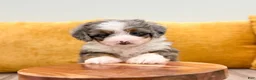 Mini Bernedoodle dogs for sale: Layla - Ad 5