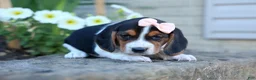Beagle dogs for sale: Cleo 🌸 - Ad 6