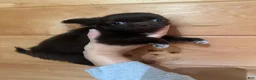 Chihuahua dogs for sale: Lunchbox - Ad 1