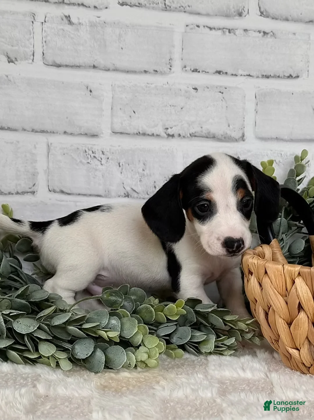 Dachshund dogs for sale: Dachshund Puppy 2 - Ad 1