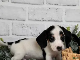 Dachshund dogs Dachshund Puppy 2 - Ad 5