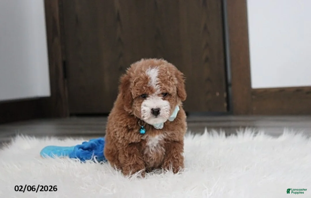 Bichpoo dogs for sale: Tyson - Ad 2