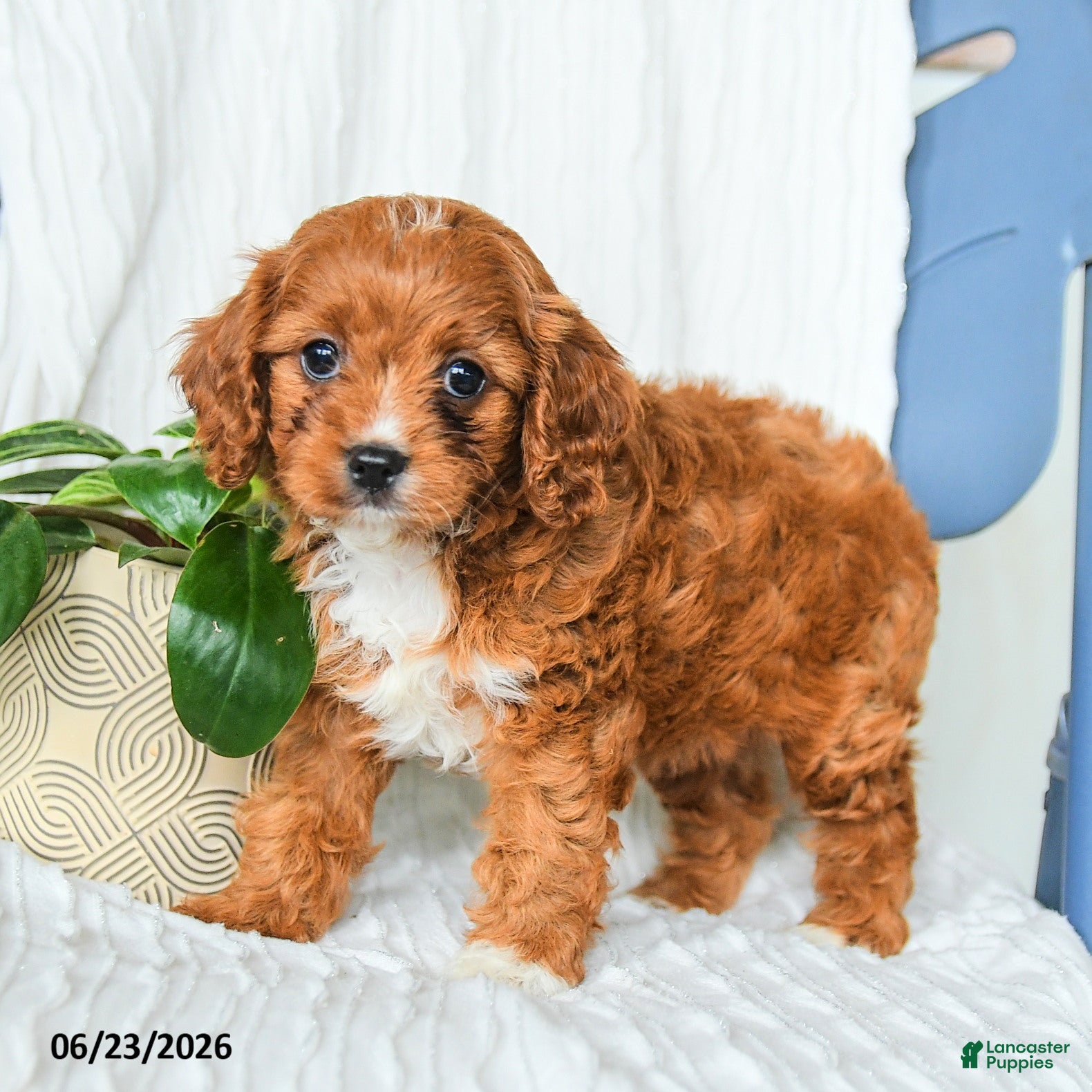 Cavapoo dogs Fedora - Ad 1