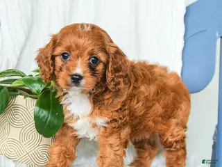 Cavapoo dogs for sale: Fedora - Ad 3