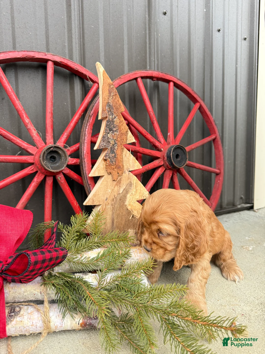 Cocker Spaniel dogs for sale: Archie - Ad 8