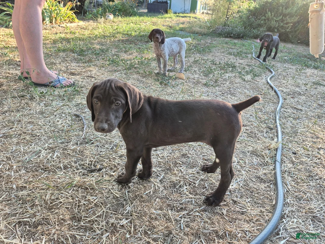 German Shorthaired Pointer dogs for sale: Smooch - Ad 1