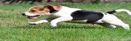 Beagle dogs for sale: Ronnie - Ad 7