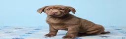 Labrador Retriever dogs for sale: Scout - Ad 1