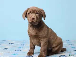 Labrador Retriever dogs Scout - Ad 27