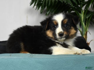 Australian Shepherd dogs - Ad 3