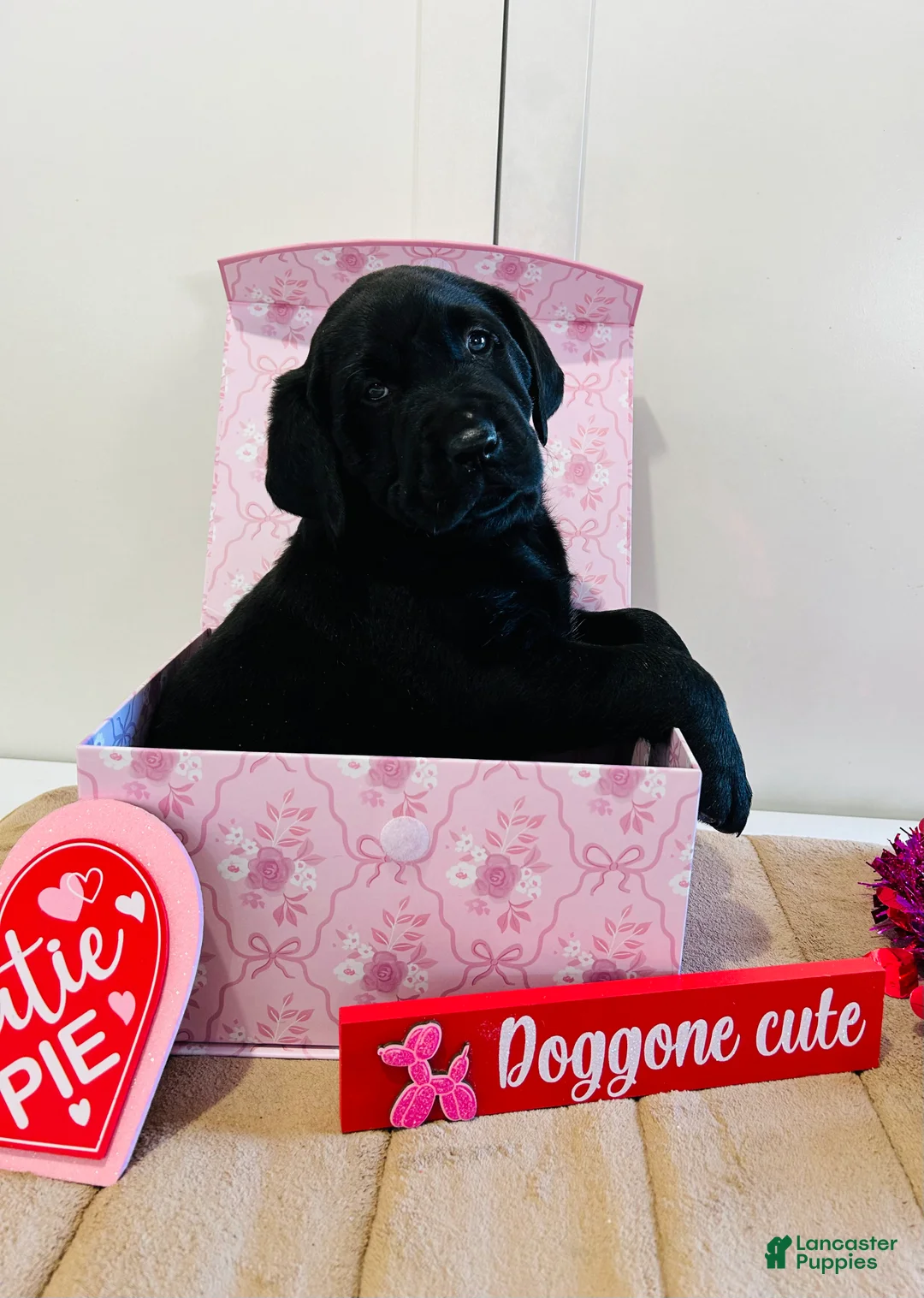 Labrador Retriever dogs for sale: Bear - Ad 8