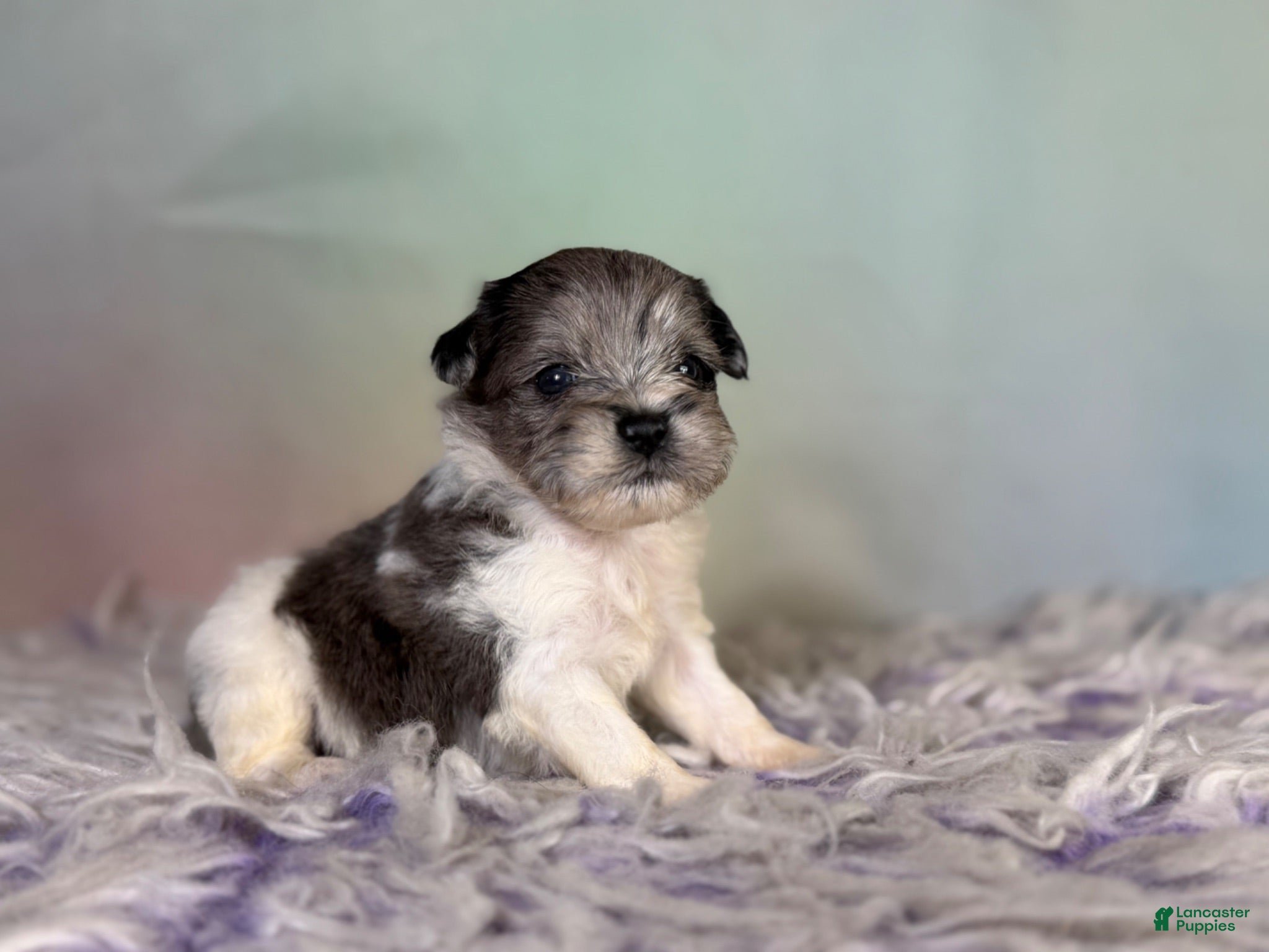 Schnoodle dogs Penny - Ad 2