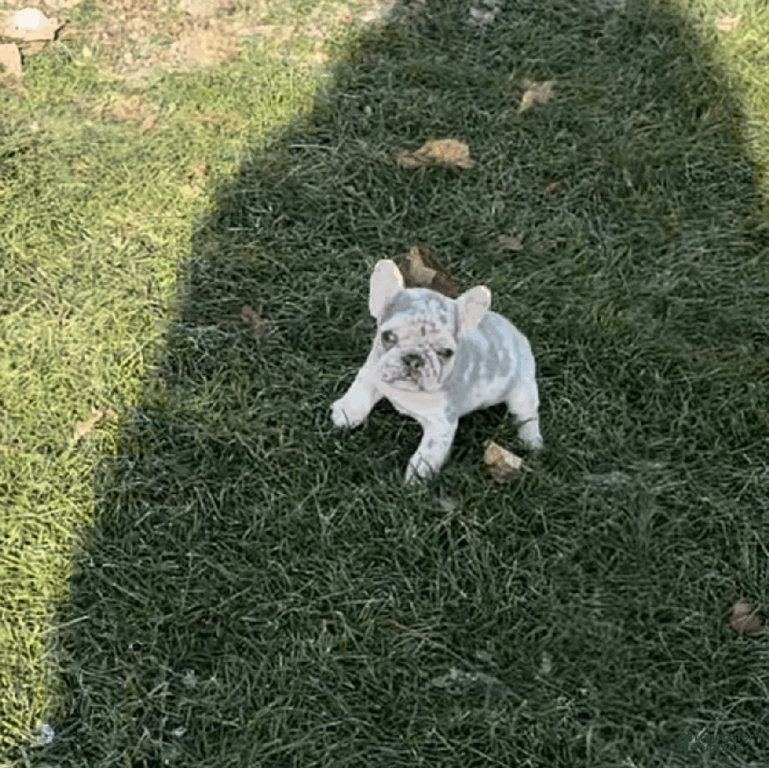 French Bulldog dogs for sale: Daisy  - Ad 7