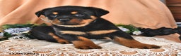Rottweiler dogs for sale: Roger - Ad 2