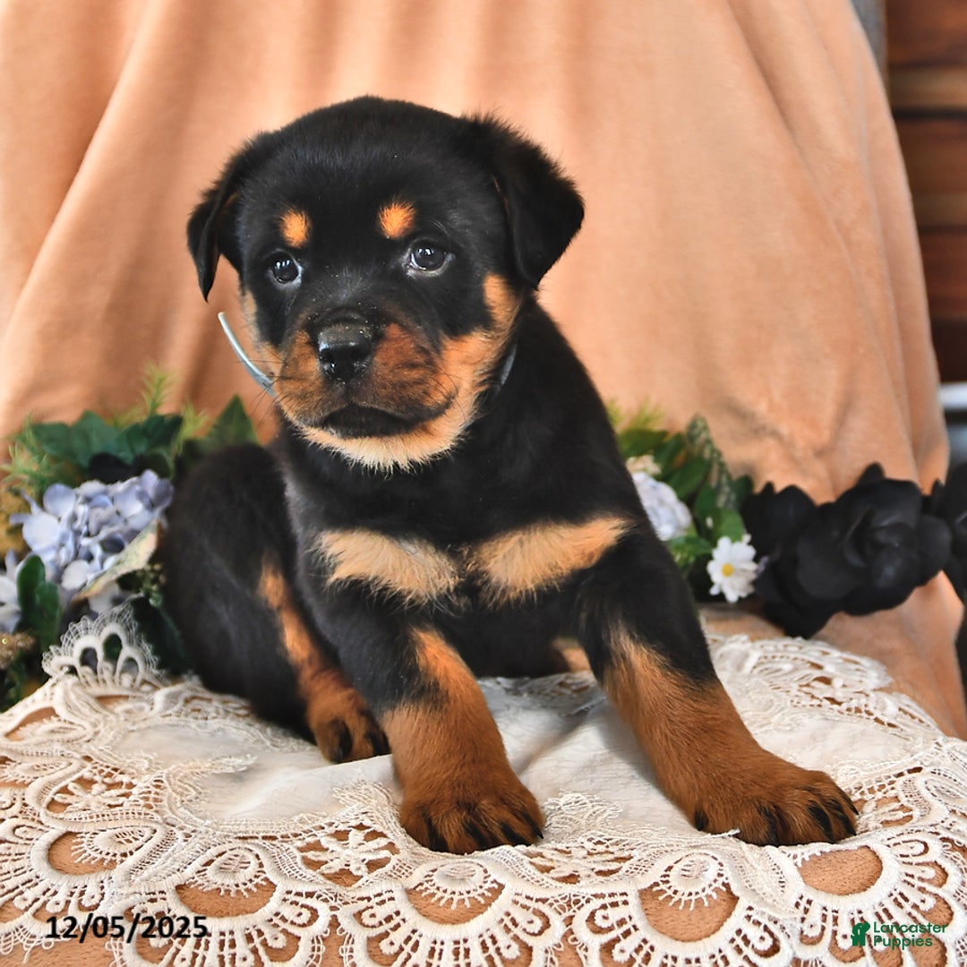 Rottweiler dogs for sale: Roger - Ad 2