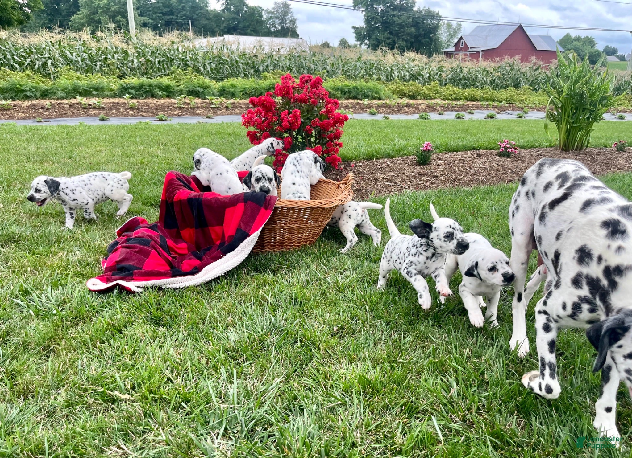 Dalmatian dogs Sparky❤️AKC Registered🐾Text or Call today - Ad 2