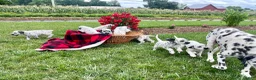 Dalmatian dogs for sale: Stuart❤️AKC Registered🐾Text or Call - Ad 2
