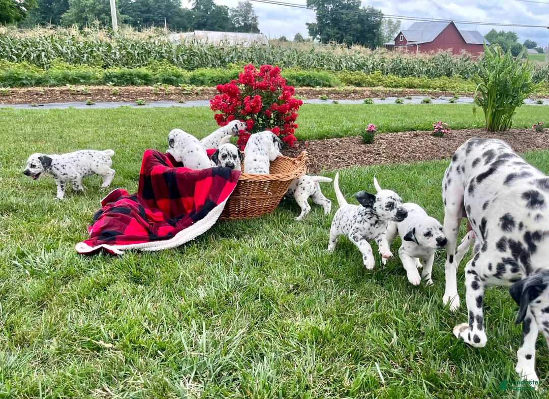 Dalmatian dogs for sale: Stuart❤️AKC Registered🐾Text or Call - Ad 2
