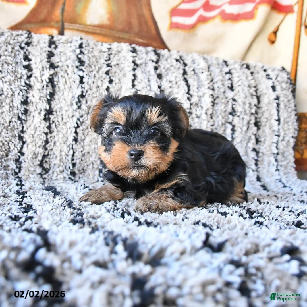 Yorkshire Terrier dogs for sale: Dixie - Ad 3