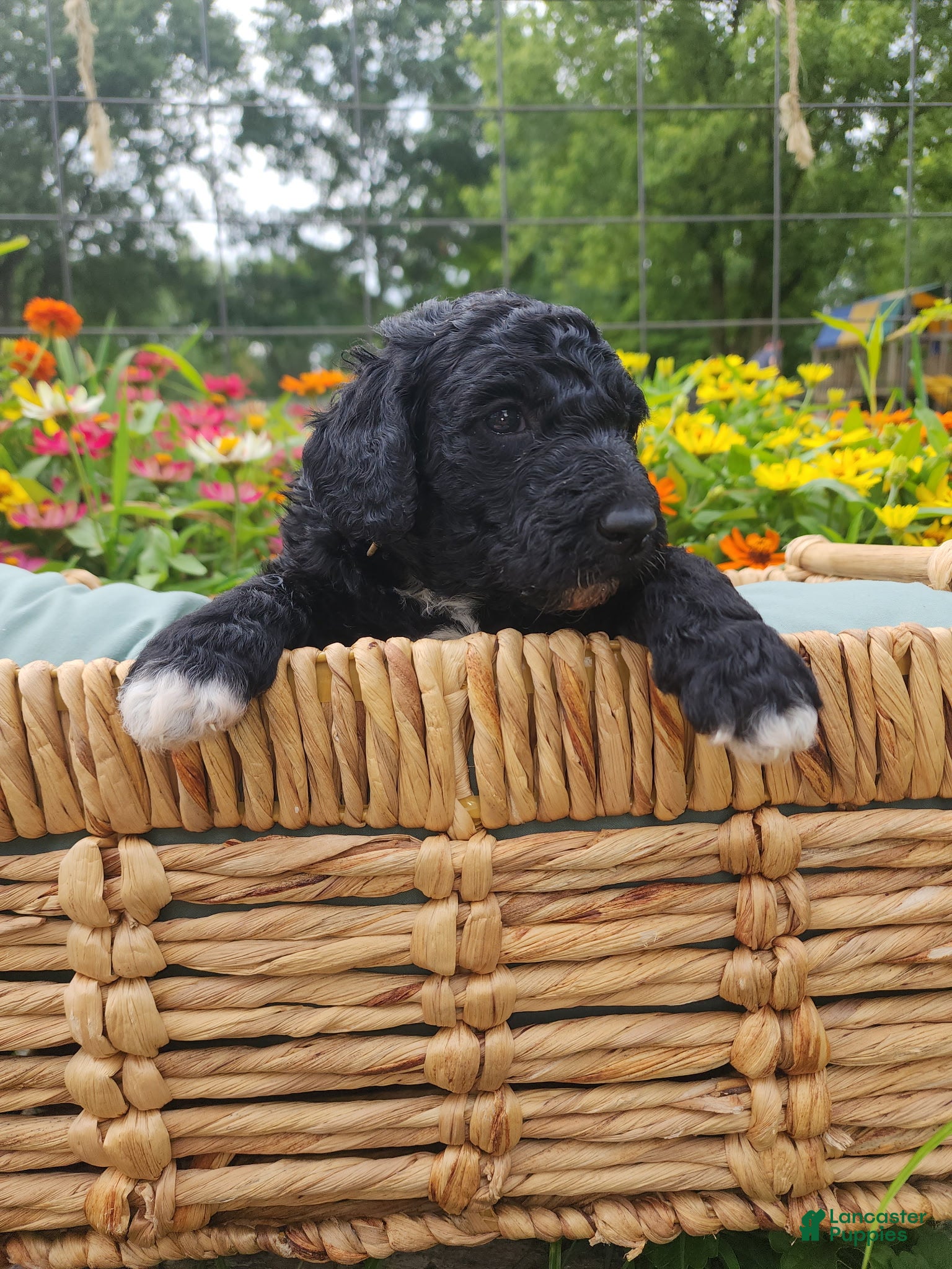 Mini Sheepadoodle dogs Cooper - Ad 2