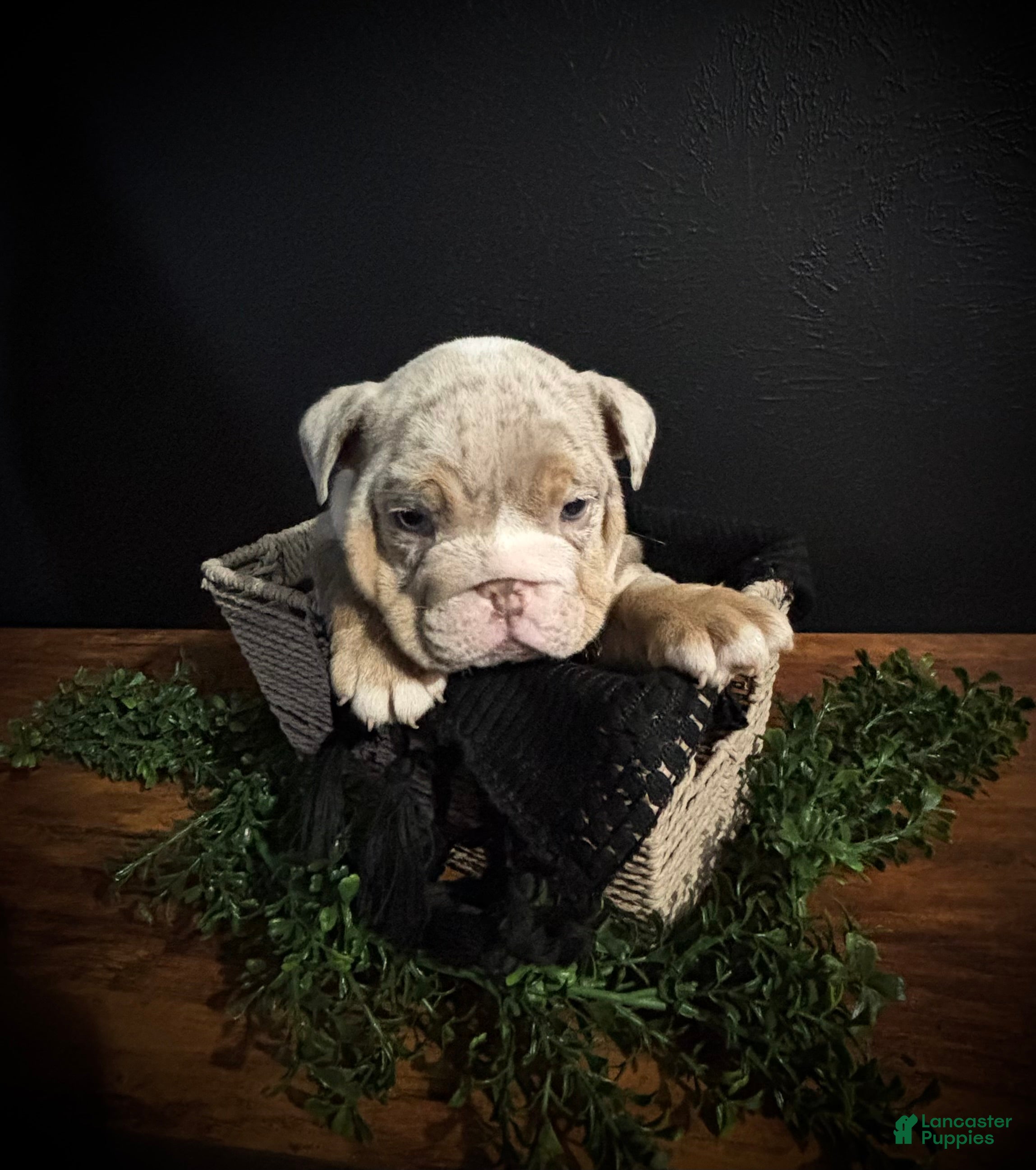 English Bulldog dogs for sale: Ace - Ad 3